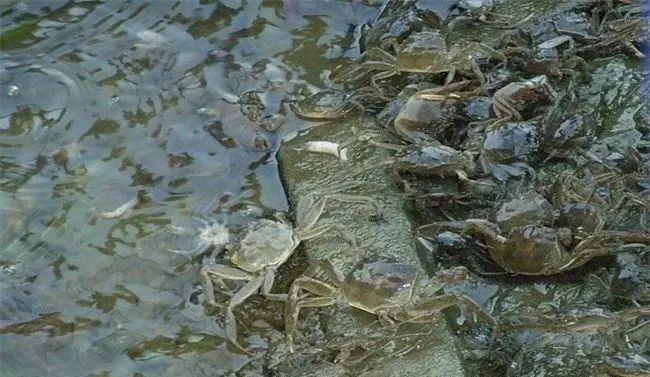 养什么水产最赚钱_水产养殖业赚钱吗_水产养殖赚钱