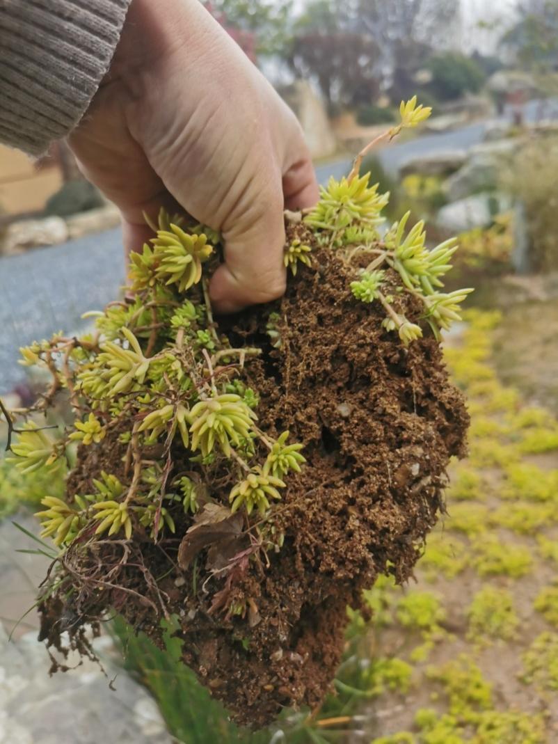 北方种什么赚钱_北方赚钱的行业_北方种植什么赚钱快不愁卖