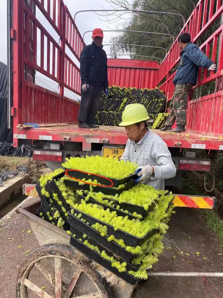 北方赚钱的行业_北方种植什么赚钱快不愁卖_北方种什么赚钱