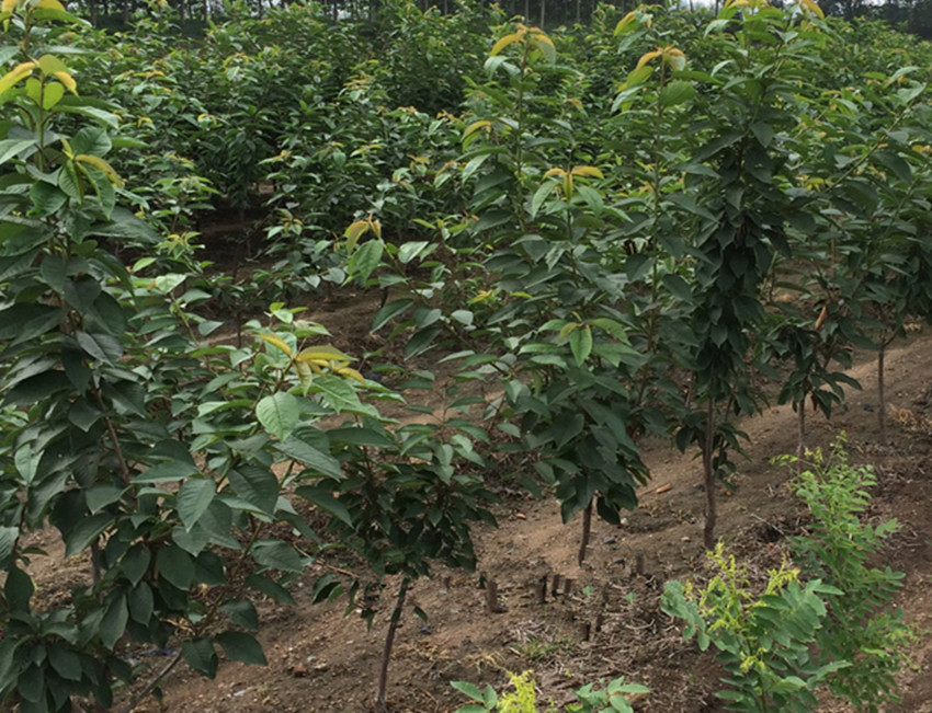 北方地里种什么方便又赚钱_北方种植什么赚钱快不愁卖_北方种什么赚钱