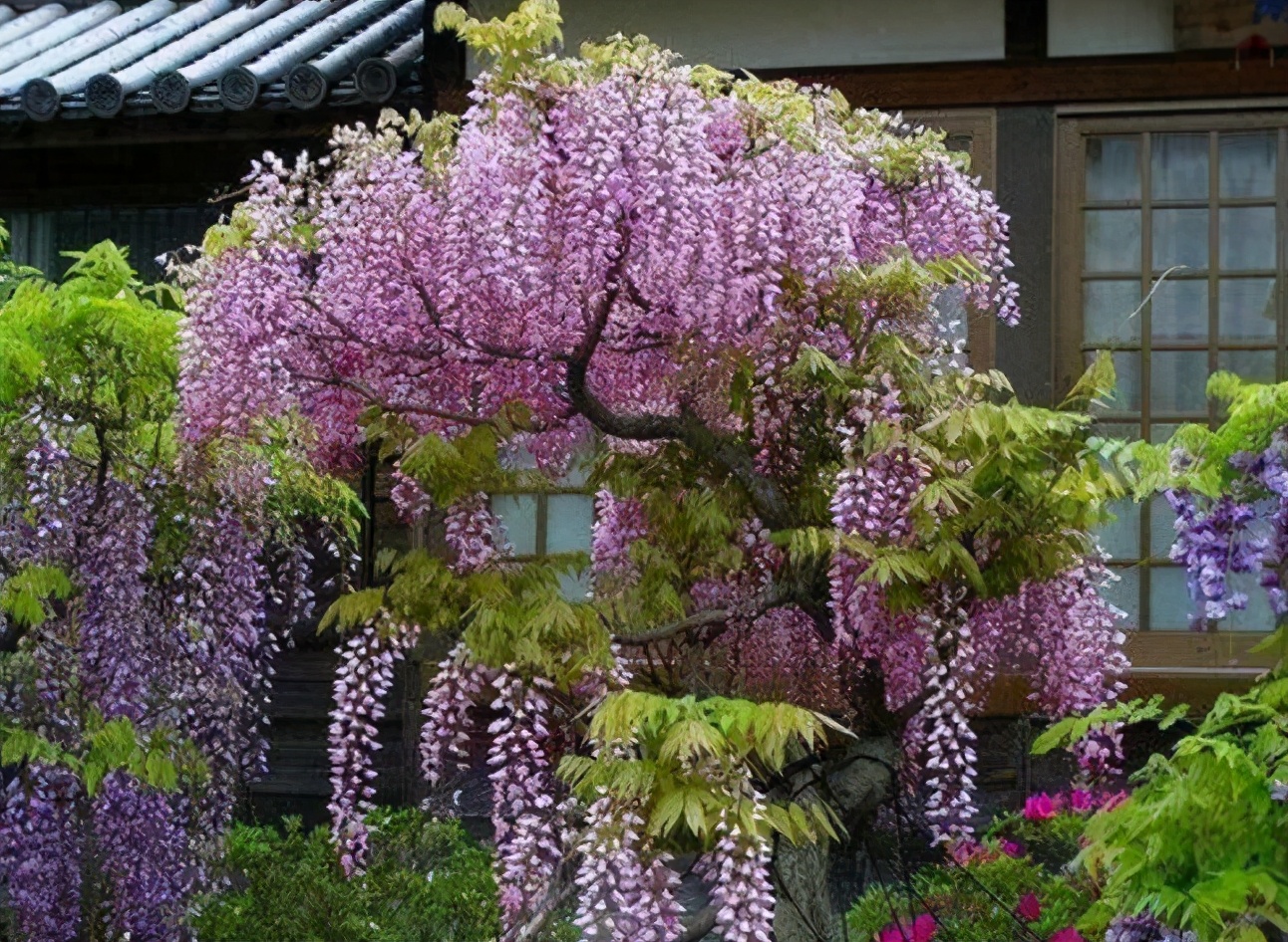 北方种植业什么最赚钱农村_北方赚钱的行业_北方种什么赚钱