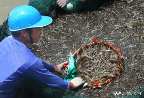 农村养殖赚钱的门路_养殖什么最赚钱农村_农村养殖什么赚钱