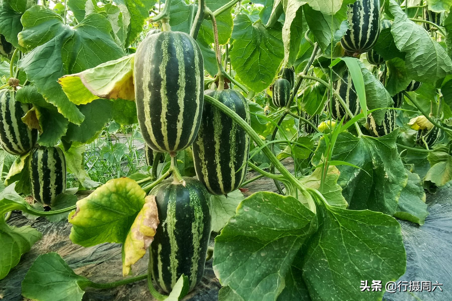 大棚种植挣钱么_大棚种植赚钱现在怎么样了_现在大棚种植什么最赚钱