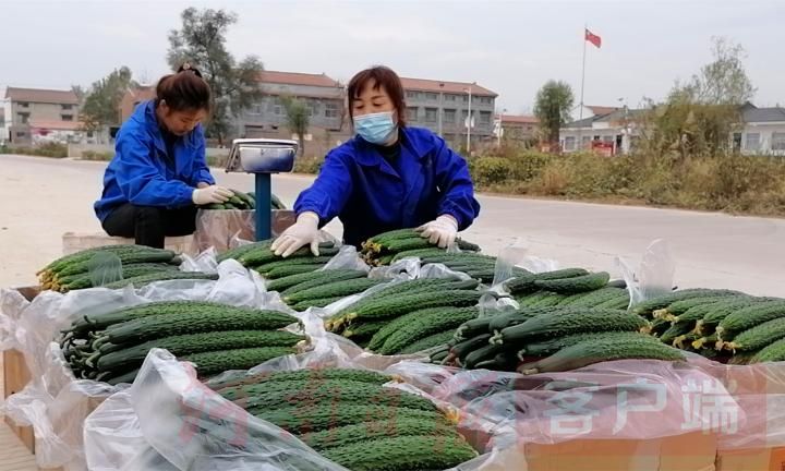 现在大棚种植什么最赚钱 大棚种植挣钱吗？看看农户怎么说-侠客笔记