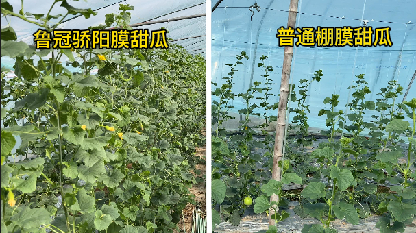 大棚种植赚钱_大棚种什么赚钱_大棚种菜赚钱吗